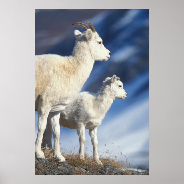Poster mouflons, Ovis dalli, brebis et agneau (Devant)