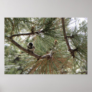 Poster Mountain Chickadee in Pine Tree