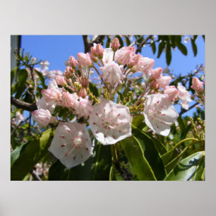 Poster Mountain Laurel 46 ~ imprimer
