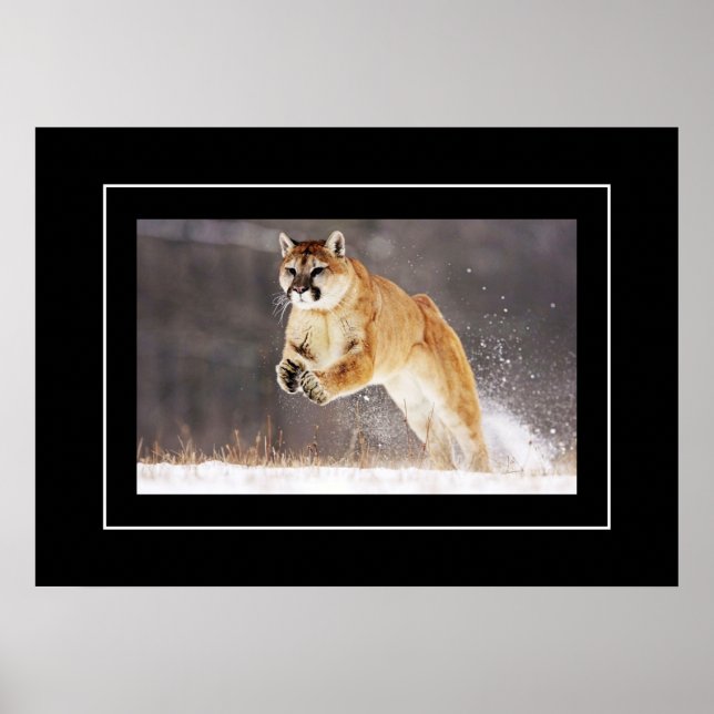 Poster-Mountain-Lion Poster (Vorne)