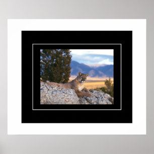 Poster-Mountain-Lion Poster