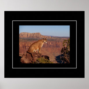 Poster-Mountain-Lion Poster