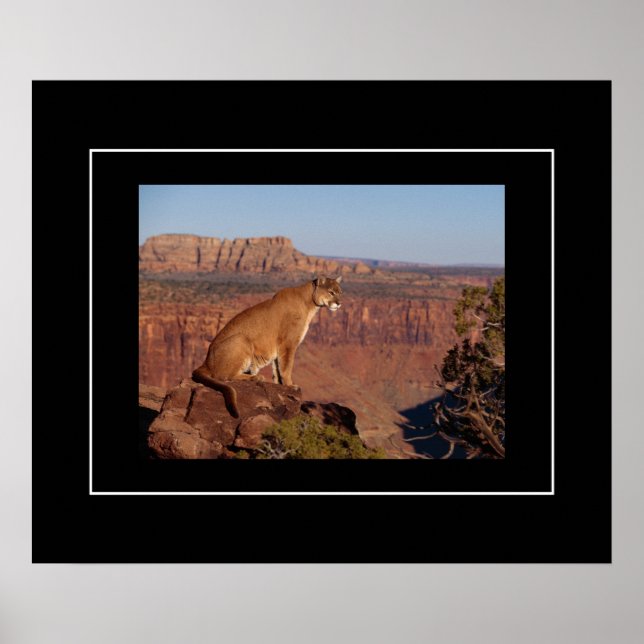 Poster-Mountain-Lion Poster (Vorne)