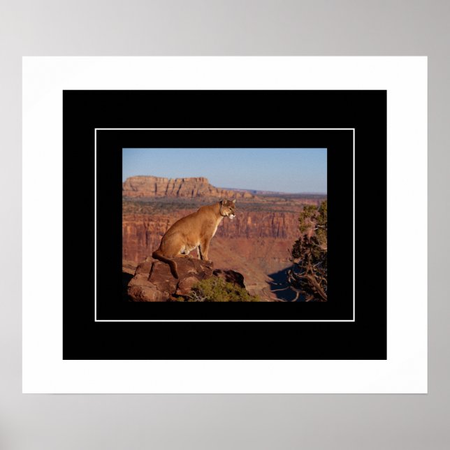 Poster-Mountain-Lion Poster (Vorne)
