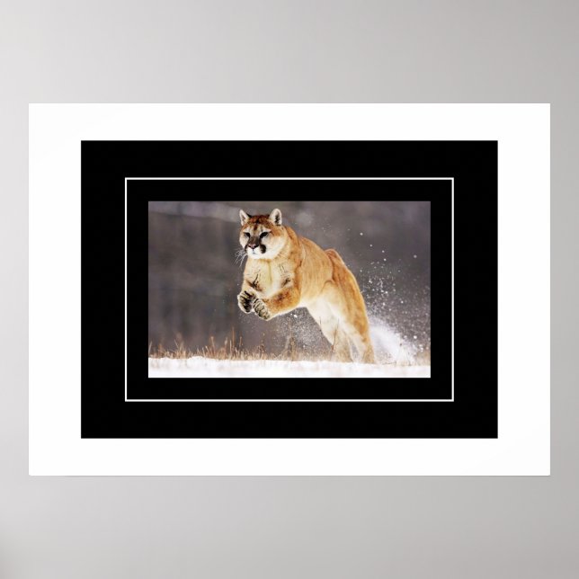 Poster-Mountain-Lion Poster (Vorne)