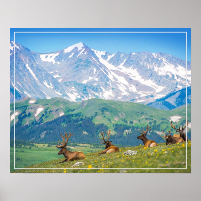 Poster-Mountains & Elk Poster (Vorne)