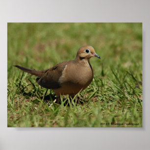 Poster Mourning Dove