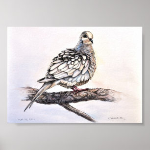 Poster Mourning Dove Print