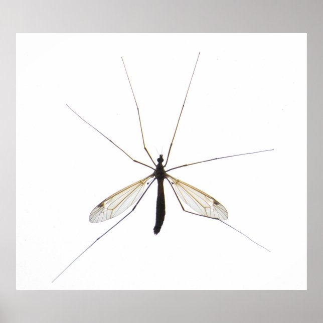 Poster Moustique (Devant)