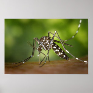 Poster Moustique tigre