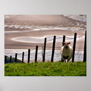 POSTER MOUTON