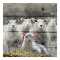 Mouton d'agneau de bébé