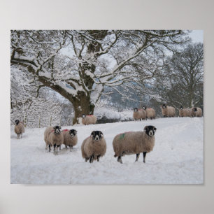 Poster Mouton dans la neige