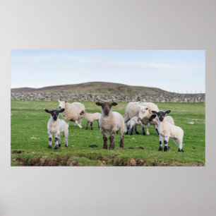 Poster Mouton des Shetland