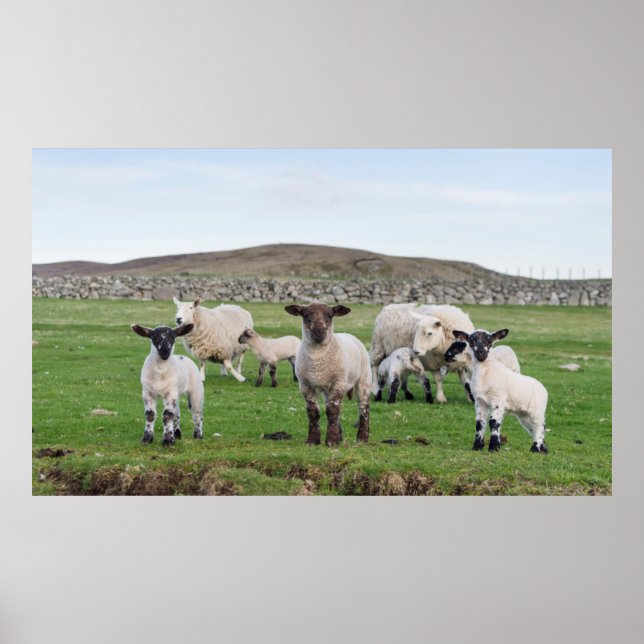 Poster Mouton des Shetland (Devant)