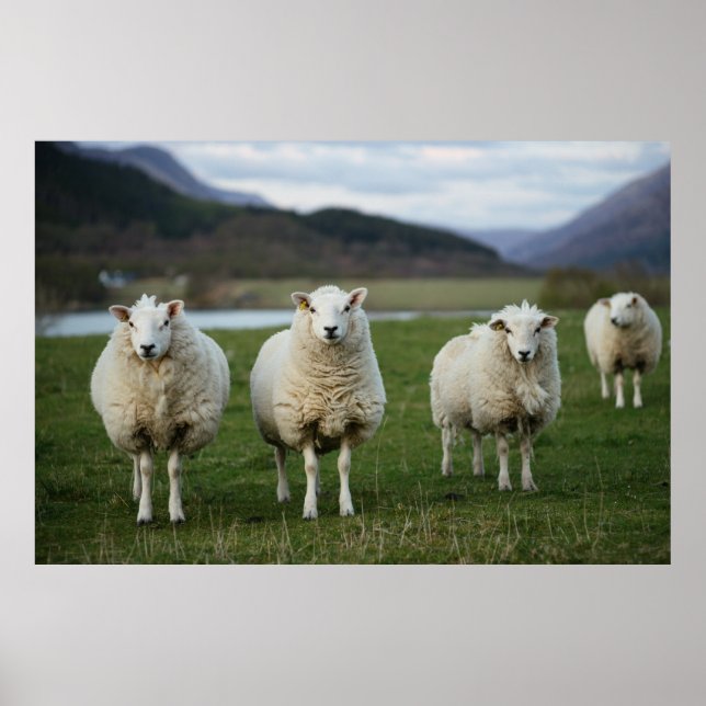 Poster Mouton - Ecosse (Devant)