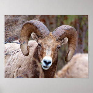 Poster Mouton noir des Rocheuses