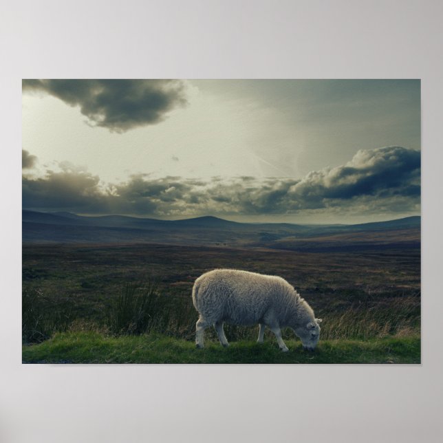 Poster Mouton / Paysage irlandais (Devant)