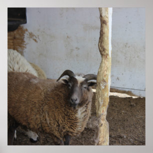 Poster Moutons