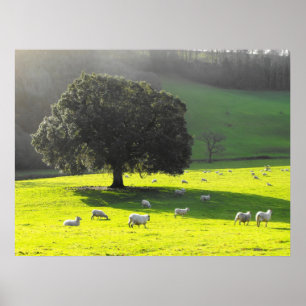 Poster Moutons dans le soleil de matin