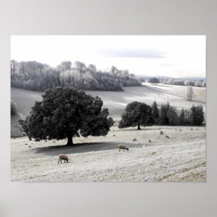 Poster Moutons dans un champ givré