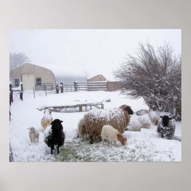 Poster Moutons En Avril Neige (Devant)