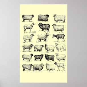 Poster Moutons vintages
