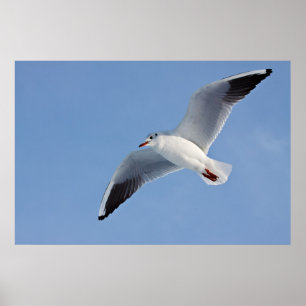 Poster Möwe / Sea gull