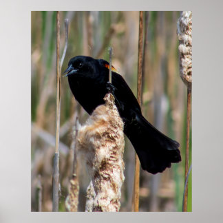 Poster Mr. Blackbird