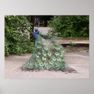 Poster Mr.Peacock ruffles his feathers