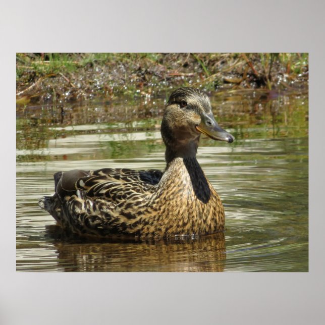 Poster Mr. Quack (Devant)