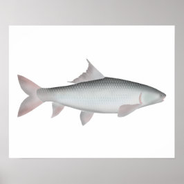 Poster Mrigal Carp