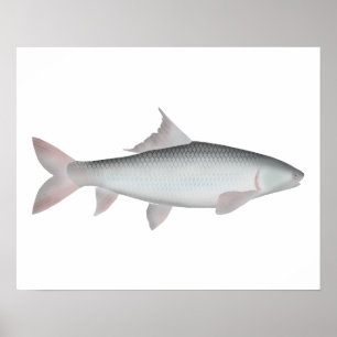 Poster Mrigal Carp