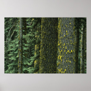 Poster Mt. Ashland, forêt nationale de Rogue River,