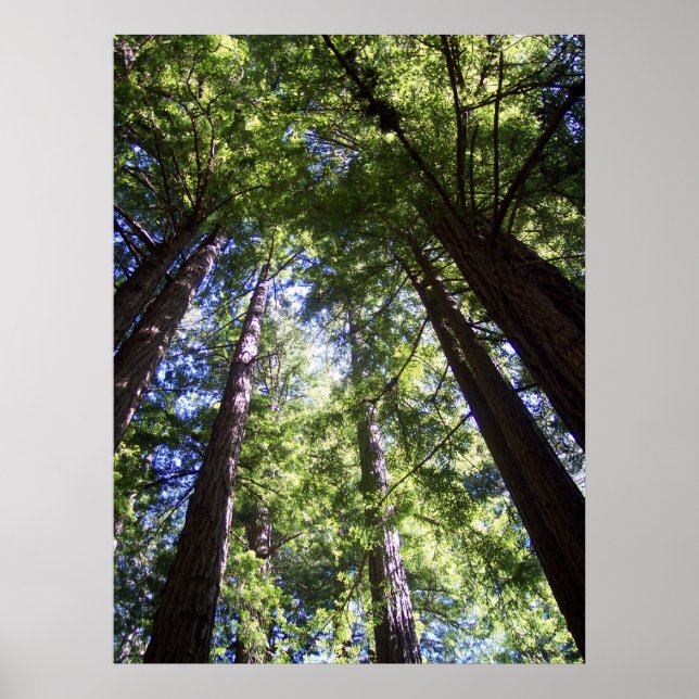 Poster Muir Woods (Devant)