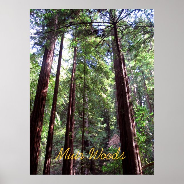 Poster Muir Woods (Devant)