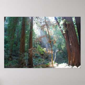 Poster Muir Woods Californie