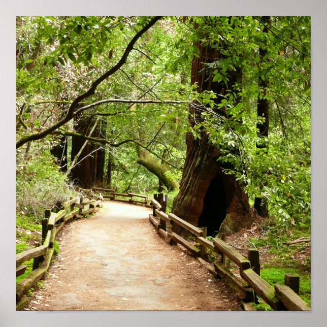 Poster Muir Woods Path II Nature Photography (Devant)