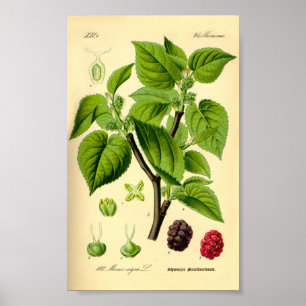 Poster Mulberry noir (Morus nigra)