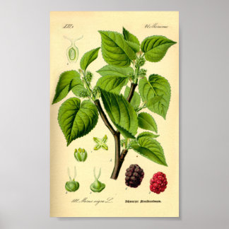 Poster Mulberry noir (Morus nigra)