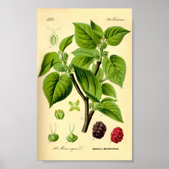 Poster Mulberry noir (Morus nigra) (Devant)