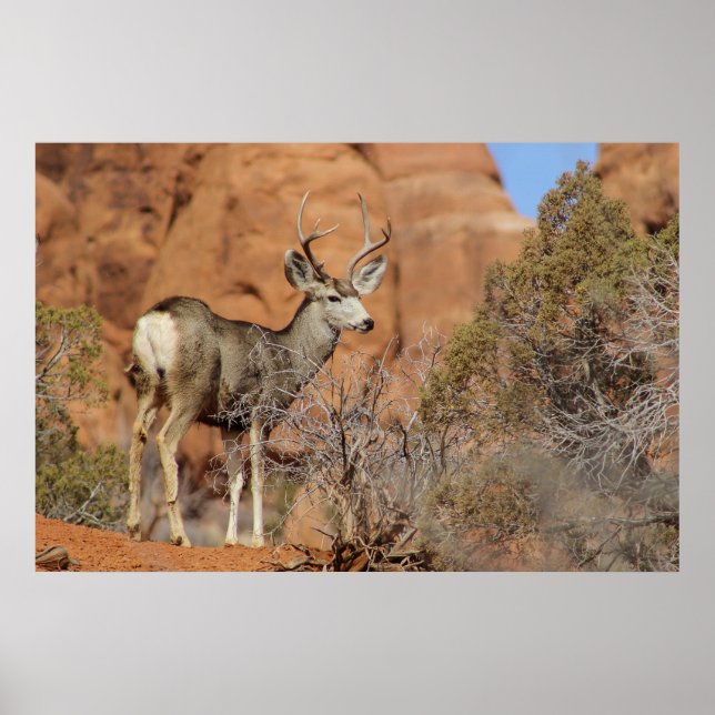 Poster Mule Deer (Devant)