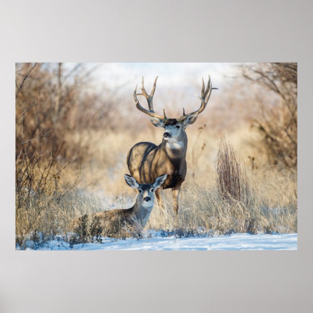 Poster Mule Deer Buck et Doe (Devant)