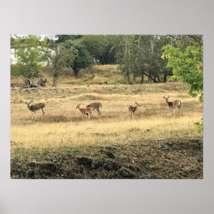Poster Mule Deer in a Field, Joseph, Oregon