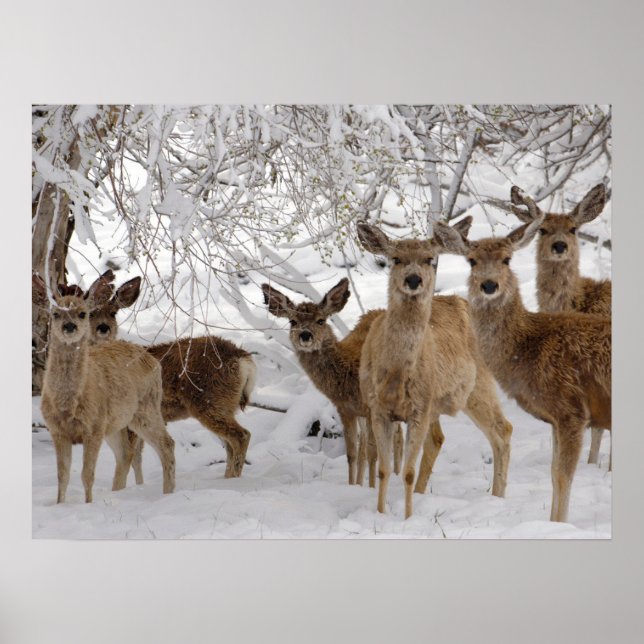 Poster Mule Deer Wyoming (Devant)