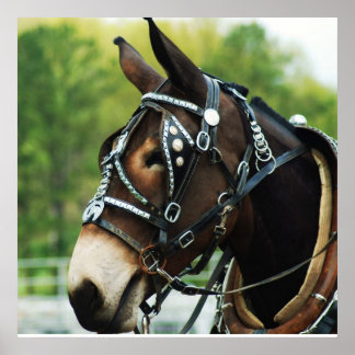 Poster mule noire