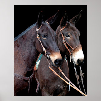 Poster Mule Twosome