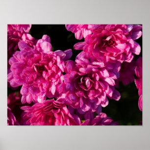 Poster Mums roses d'automne