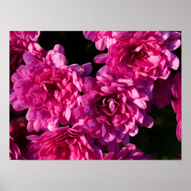 Poster Mums roses d'automne (Devant)