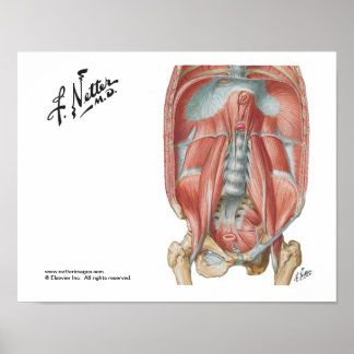 Poster Mur abdominal postérieur